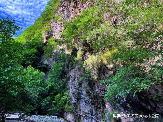 夏末秋初送清凉，来自黑河国家森林公园的惊喜等你查收~