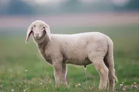 男子买羊为母亲庆生，第二天羊圈多了两只羊，他果断做出决定图片