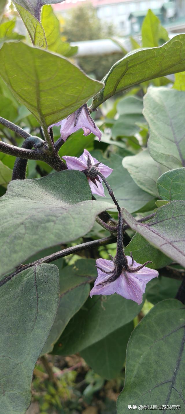 庐山游记-01来庐山，心悠然