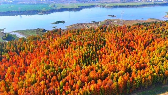 最佳观赏期！孝昌绝美红杉林，太出片了！