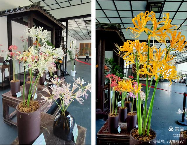 游西湖：杭州植物园之石蒜花展