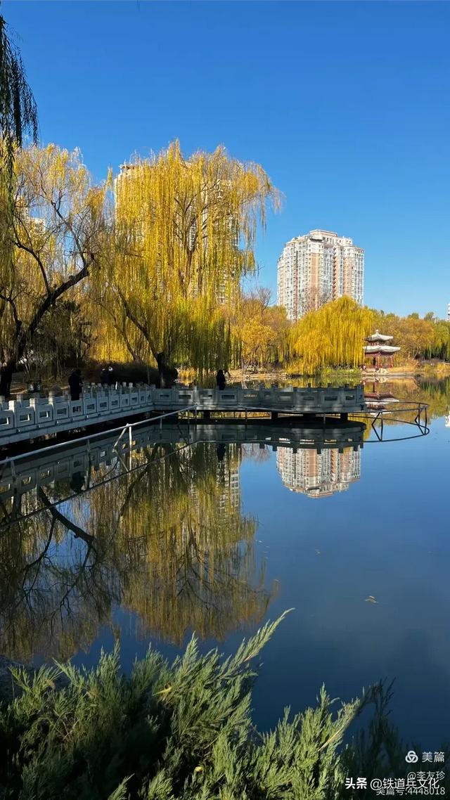 李友珍||岁月倏然·菊韵飘香——紫竹院公园的菊展