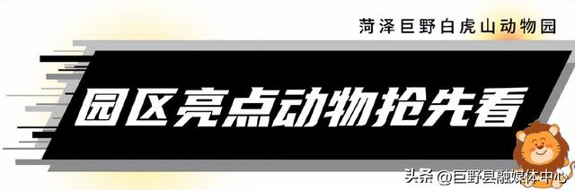 定了！国庆开园！门票免费送！菏泽白虎山动物园10月1日强势回归！