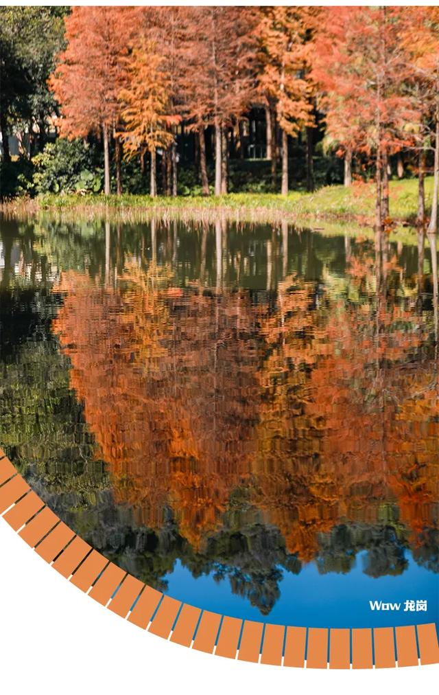 红了!龙岗落羽杉进入最佳观赏期!最全打卡攻略→