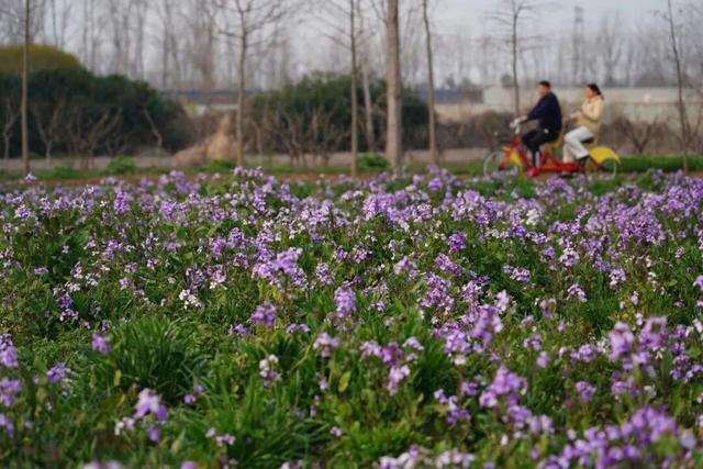 合肥紫色花海，太惊艳