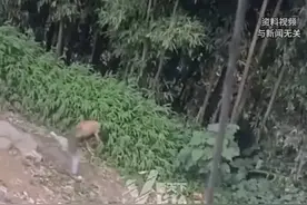 重庆32岁男子狂奔9小时逃出缅北 看手机地图 沿着山路朝中国边境一直跑 “除了中途喝点山泉 基本没停过”图片