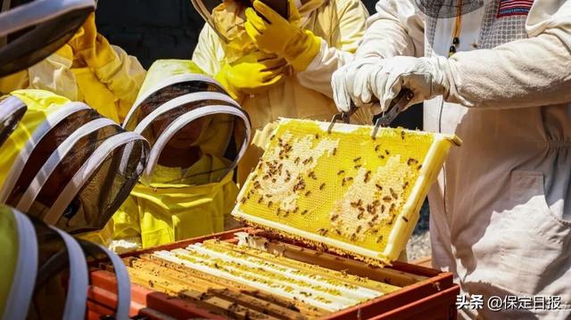 文化中国行丨在博物馆里做“城市牧蜂人”