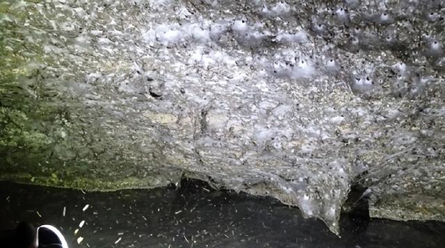 11万蜘蛛的超级工程：地下织出百米丝网，竟启发人类新材料革命