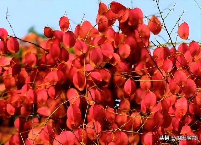 这个秋天，总要来一趟射阳吧
