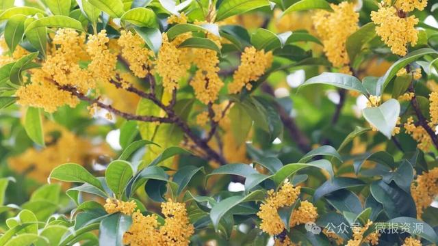 国庆假期桂北这个县的桂花树应时盛放 金粟满枝香溢全城