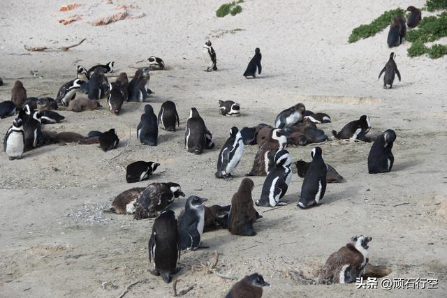 南部非洲：南非开普敦企鹅岛