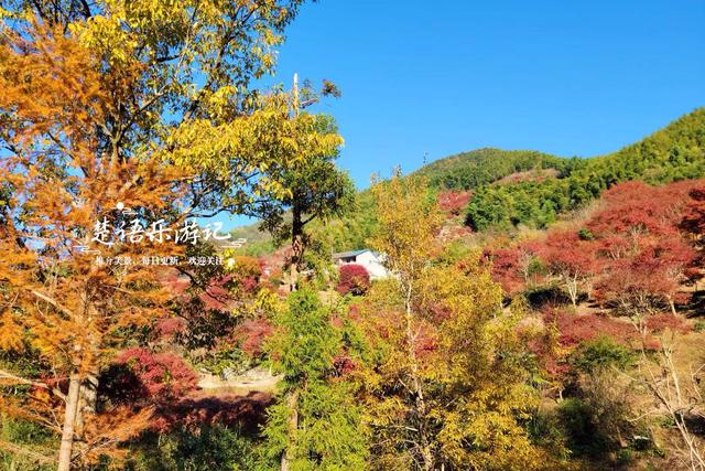 宁波这处秋色又到最美时刻，4条古道串联起近10个村庄，值得推荐