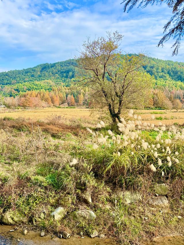 追着晚秋(黟县宏村镇塔川村)