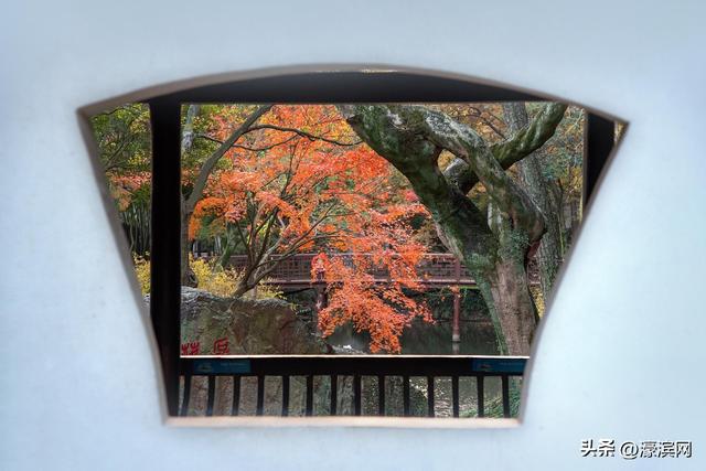 狼山景区赏秋正当时 金色银杏装点诗意山林