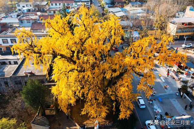 天子峪口，百塔寺的古银杏