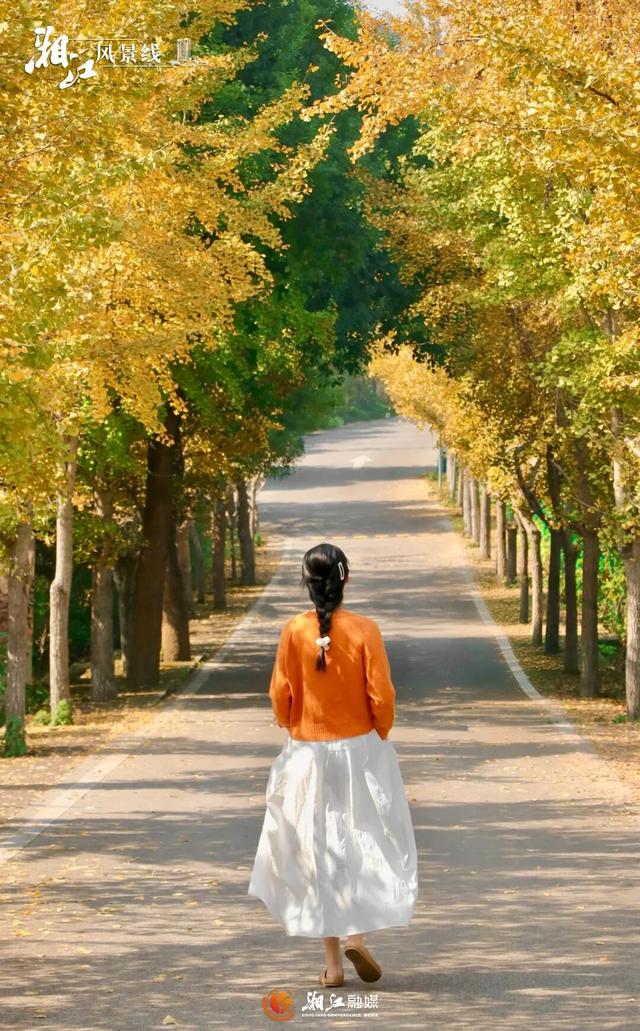 长沙银杏浓度即将达到100%！这波“小确杏”你要接住→