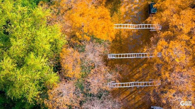 【绿色打卡地】初冬自然调色板！唐岛湾湿地尽显生态之美