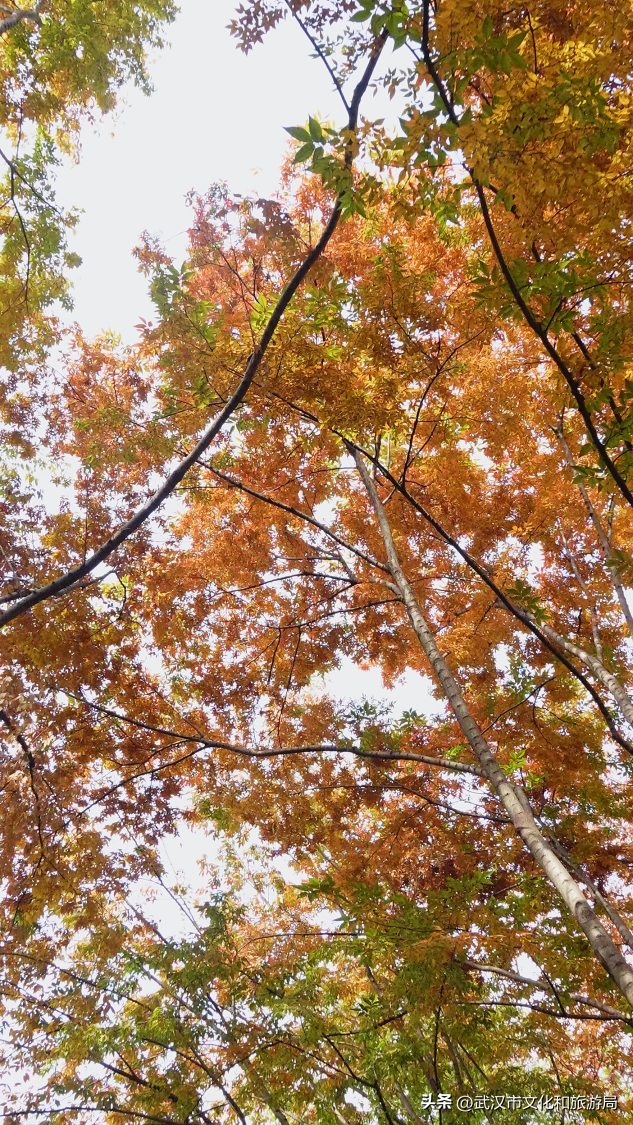 啊“秋”，彩林已上线，快收下这份斑斓！