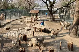 “00后”女孩剑桥毕业后到动物园当饲养员，网友吵翻！本人回应图片