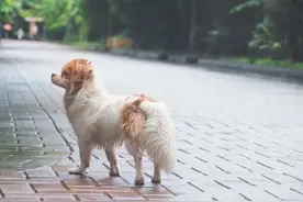 真是奇葩！因为骂宠物狗而引起的男女争吵事件！真的无语了！图片