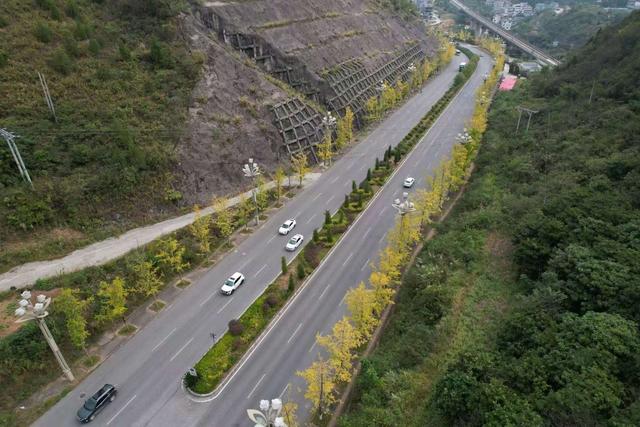 凯里版“黄金大道”将迎来观赏佳期 您的相机准备好了吗