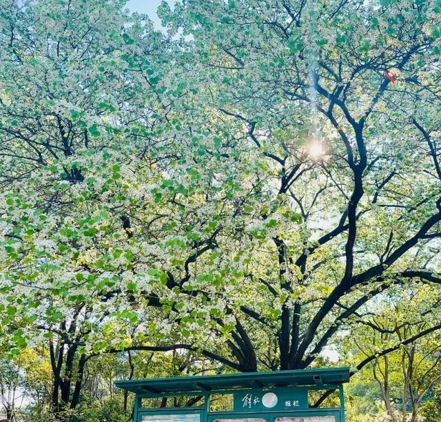 上海解锁“千园之城”,遛娃拍照吸氧圣地,哪个是你最爱?