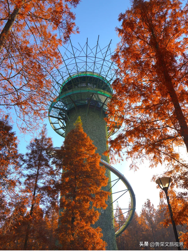 盐城秋日封神攻略：解锁东方湿地的诗意与壮阔