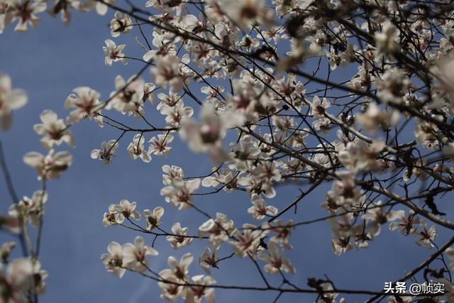 娇艳欲滴清新怡人，上海市花白玉兰竞相绽放美不胜收