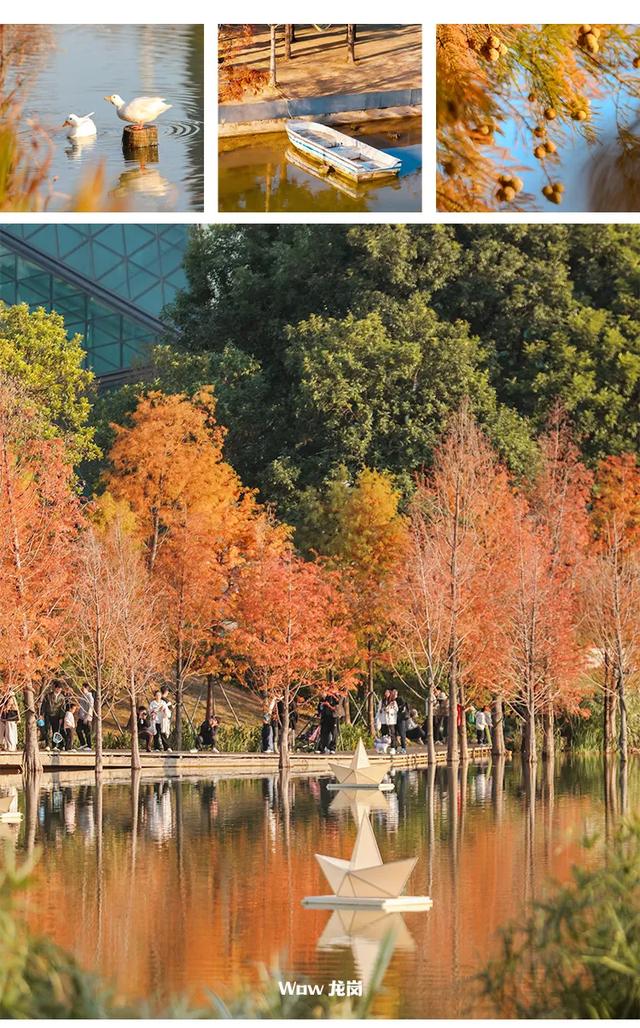 红了！龙岗落羽杉进入最佳观赏期！最全打卡攻略→