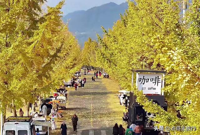 成都彭州被低估的场镇，3公里银杏长廊超级壮观，公交车直达！