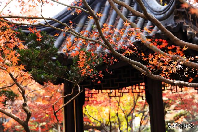 层林尽染，上海红叶特色公园闵行红园枫叶色彩斑斓进入最佳观赏季