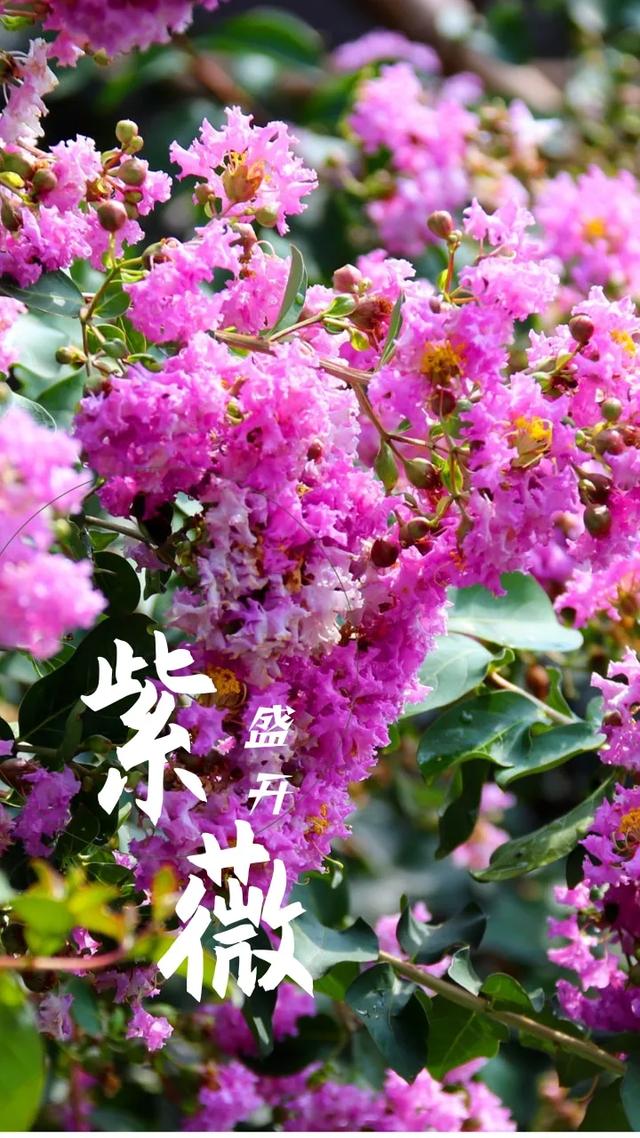 轨道直达!重庆“紫薇花瀑布”太浪漫了