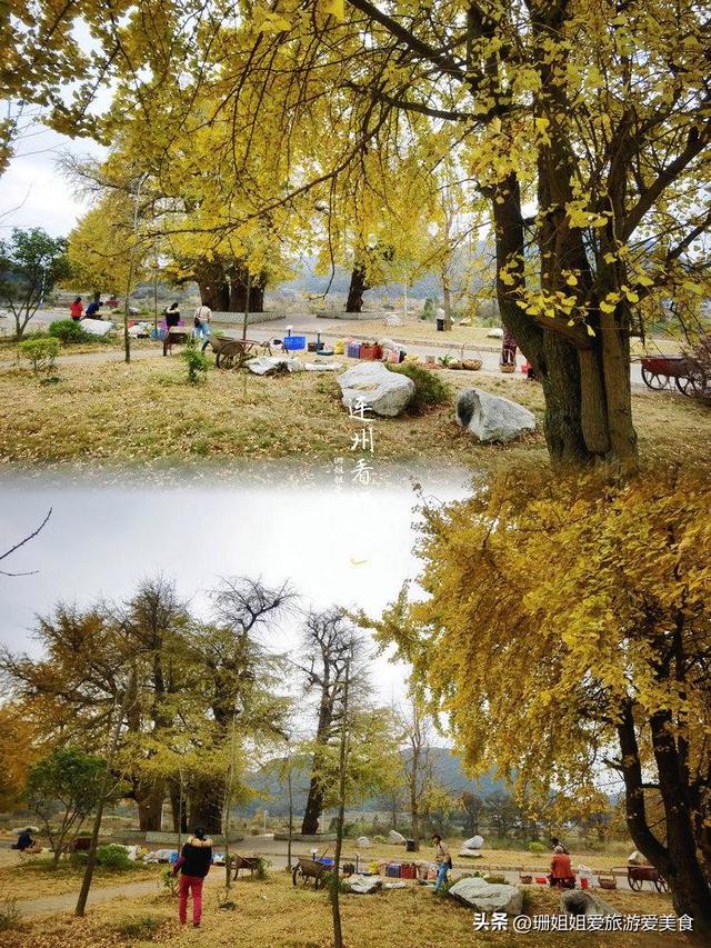 粤北小城连州：5棵千年银杏树，低调小众，等懂它的人前来赴约