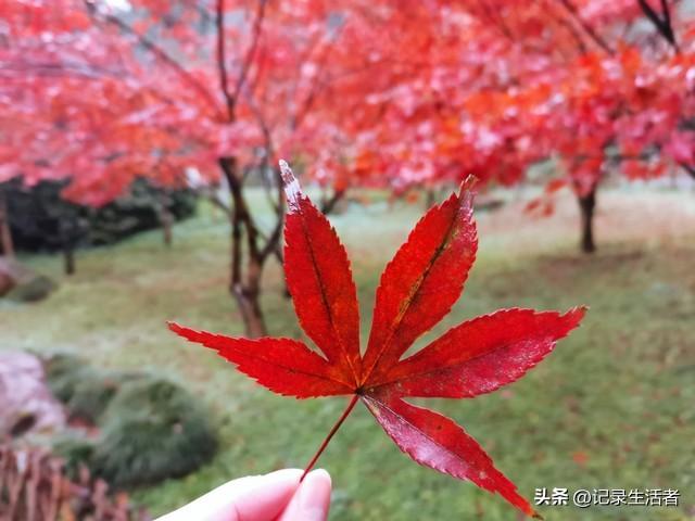 全部免费！秋天8个情侣游好去处推荐！