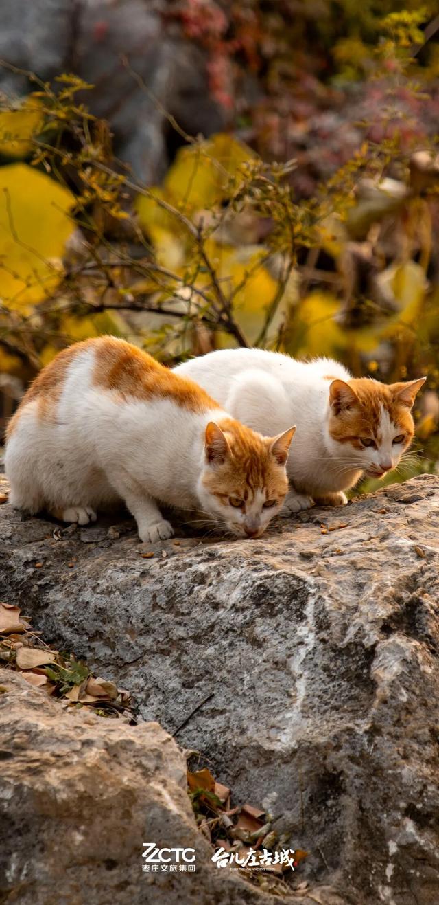 冬韵台儿庄，一键收藏古城的静谧时光