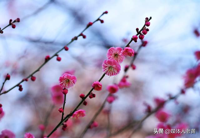 六盘水市水城河畔冬樱和梅花盛开鸟语花香引客来