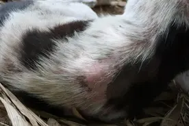 猫癣能自愈吗？真相可能让你意外！图片