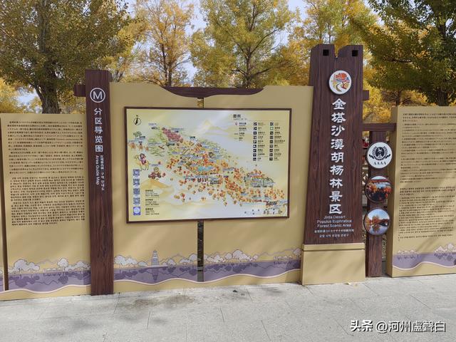 金塔胡杨林