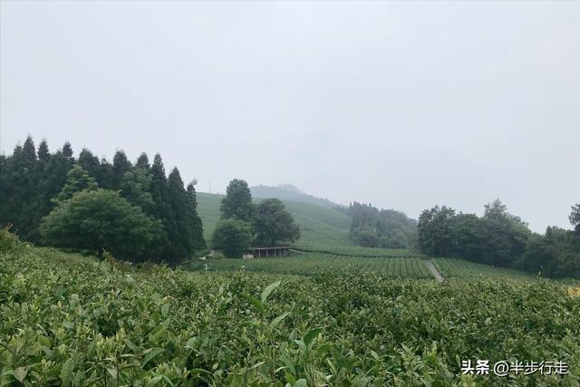 湖南国有林场：石门县白云山林场风光欣赏！