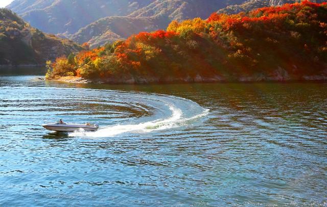 在千岛湖的深处，藏着一处风景绝美的地方叫红叶湾