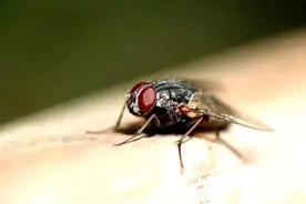 苍蝇为什么总喜欢“搓手”？还会把头拧下来玩？看完真相惊呆了图片