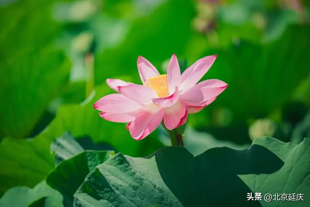 延庆：“好 运 莲 莲”~~