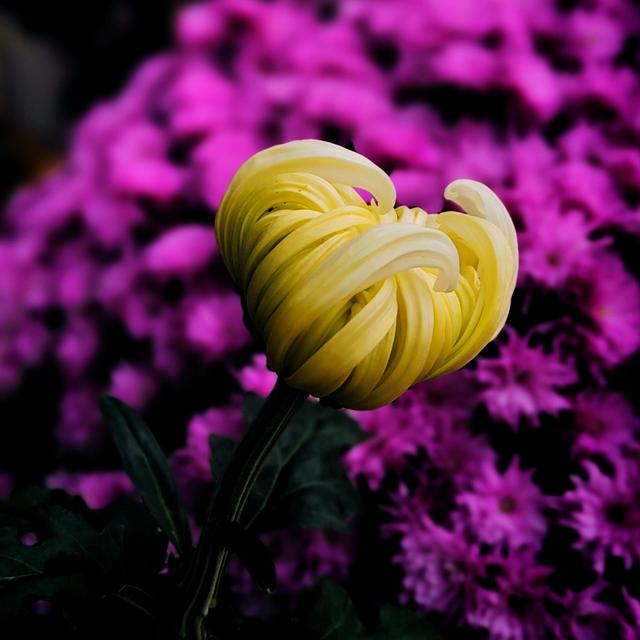 武汉动物园金秋菊展集锦