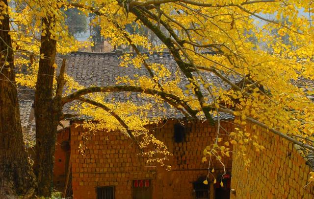 银杏黄金周倒计时!6大秘境+2个宝藏地的终极玩法,错过再等一年