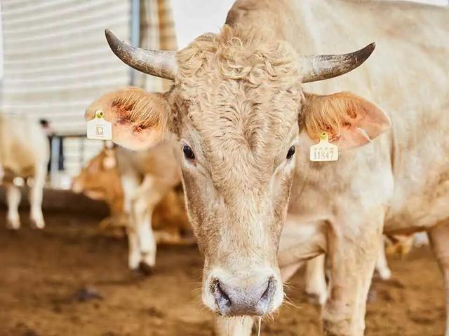 【沿“线”寻味】沿着刚通车的南凭高铁，寻找藏在崇左乡野的“桂字号”