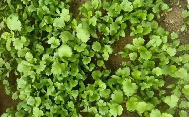 零下6度冻不死，这六种菜现在种正当时