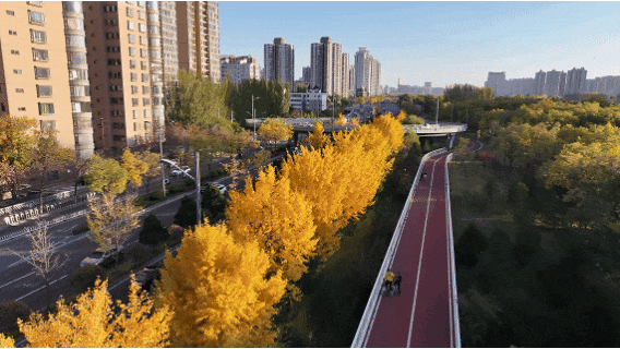 太原市迎泽区：金秋迎泽｜银杏绘就的时光画卷