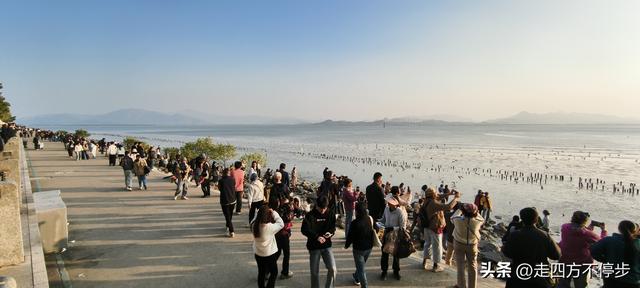 深圳湾观鸟：海舞鸟歌映盛世
