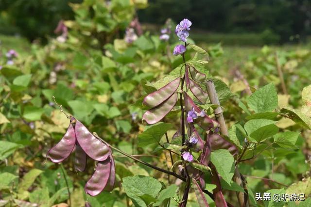 雨补鲁，天坑里的600年古村落，至今仅有一条路进出！