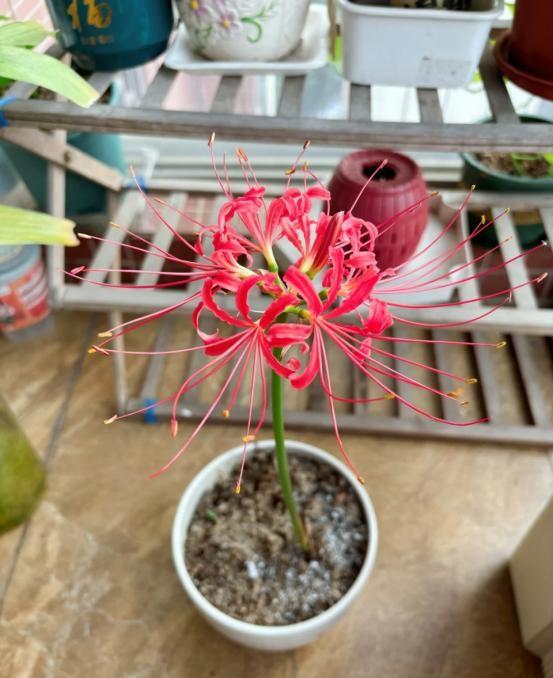 阴花不能进阳宅！这5种花“打死”也不养，家里若有？快挪走！